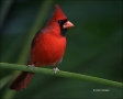 Northern-Cardinal;Cardinal;Male;one-animal;close-up;color-image;nobody;photograp
